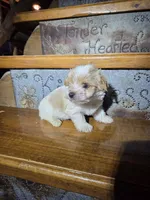Captain SALE, a male Yorkshire Terrier for sale in Crawfordsville, IN – Photo 4 of 10