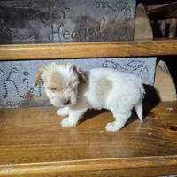 Captain SALE, a male Yorkshire Terrier for sale in Crawfordsville, IN – Photo 3 of 10