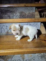 Captain SALE, a male Yorkshire Terrier for sale in Crawfordsville, IN – Photo 3 of 10
