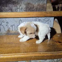 Captain SALE, a male Yorkshire Terrier for sale in Crawfordsville, IN – Photo 6 of 10