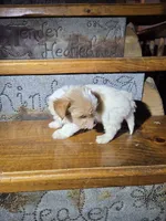 Captain SALE, a male Yorkshire Terrier for sale in Crawfordsville, IN – Photo 6 of 10