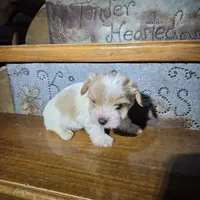 Captain SALE, a male Yorkshire Terrier for sale in Crawfordsville, IN – Photo 9 of 10