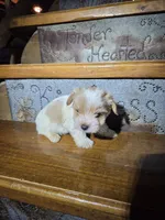 Captain SALE, a male Yorkshire Terrier for sale in Crawfordsville, IN – Photo 9 of 10