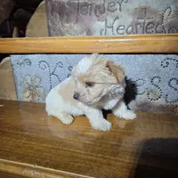 Captain SALE, a male Yorkshire Terrier for sale in Crawfordsville, IN – Photo 7 of 10