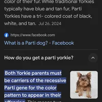 Captain SALE, a male Yorkshire Terrier for sale in Crawfordsville, IN – Photo 10 of 10