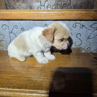 Captain SALE, a male Yorkshire Terrier for sale in Crawfordsville, IN – Photo 8 of 10