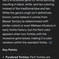 Captain SALE, a male Yorkshire Terrier for sale in Crawfordsville, IN – Photo 2 of 10