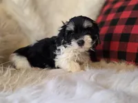 Poppy, a female Maltese and Poodle - Toy  for sale in Crawfordsville, IN – Photo 8 of 10