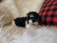 Poppy, a female Maltese and Poodle - Toy  for sale in Crawfordsville, IN – Photo 10 of 10