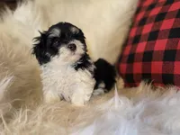 Poppy, a female Maltese and Poodle - Toy  for sale in Crawfordsville, IN – Photo 9 of 10