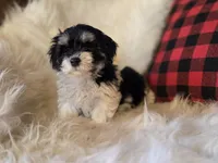 Poppy, a female Maltese and Poodle - Toy  for sale in Crawfordsville, IN – Photo 7 of 10