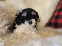 Poppy, a female Maltese and Poodle - Toy  for sale in Crawfordsville, IN – Photo 1 of 10