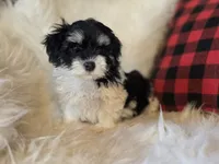 Poppy, a female Maltese and Poodle - Toy  for sale in Crawfordsville, IN – Photo 2 of 10