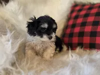 Poppy, a female Maltese and Poodle - Toy  for sale in Crawfordsville, IN – Photo 3 of 10