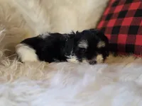 Poppy, a female Maltese and Poodle - Toy  for sale in Crawfordsville, IN – Photo 6 of 10