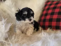 Poppy, a female Maltese and Poodle - Toy  for sale in Crawfordsville, IN – Photo 4 of 10