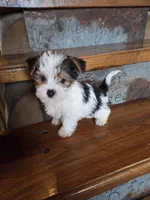 Lucy, a female Yorkshire Terrier for sale in Crawfordsville, IN – Photo 9 of 9