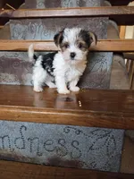 Lucy, a female Yorkshire Terrier for sale in Crawfordsville, IN – Photo 8 of 9