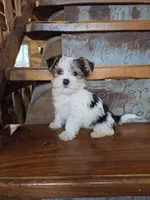 Lucy, a female Yorkshire Terrier for sale in Crawfordsville, IN – Photo 2 of 9