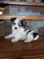 Lucy, a female Yorkshire Terrier for sale in Crawfordsville, IN – Photo 1 of 9