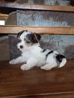 Lucy, a female Yorkshire Terrier for sale in Crawfordsville, IN – Photo 4 of 9