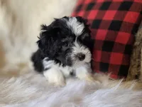Cooper, a male Maltese and Poodle - Toy  for sale in Crawfordsville, IN – Photo 6 of 9