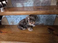 Beau SALE, a male Yorkshire Terrier for sale in Crawfordsville, IN – Photo 7 of 8
