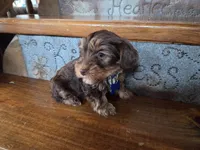 Beau SALE, a male Yorkshire Terrier for sale in Crawfordsville, IN – Photo 6 of 8