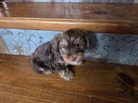 Beau SALE, a male Yorkshire Terrier for sale in Crawfordsville, IN – Photo 2 of 8