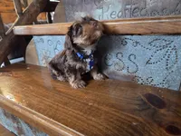 Beau SALE, a male Yorkshire Terrier for sale in Crawfordsville, IN – Photo 4 of 8