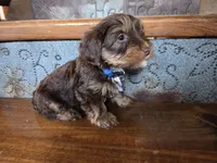 Beau SALE, a male Yorkshire Terrier for sale in Crawfordsville, IN – Photo 5 of 8