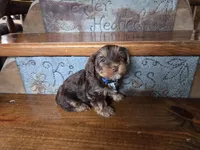 Beau SALE, a male Yorkshire Terrier for sale in Crawfordsville, IN – Photo 8 of 8