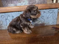 Beau SALE, a male Yorkshire Terrier for sale in Crawfordsville, IN – Photo 1 of 8