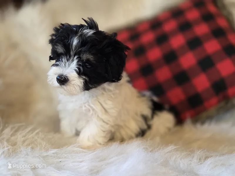 Piper – Maltese, Poodle - Toy  puppy for sale in Crawfordsville, IN