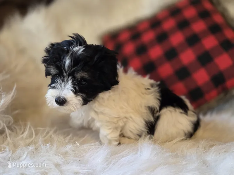 Piper – Maltese, Poodle - Toy  puppy for sale in Crawfordsville, IN