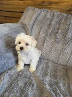 Heath, a male Maltese and Poodle - Toy  for sale in Crawfordsville, IN – Photo 3 of 6