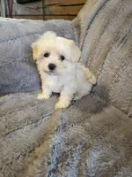 Heath, a male Maltese and Poodle - Toy  for sale in Crawfordsville, IN – Photo 4 of 6