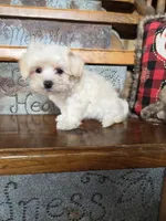 Heath, a male Maltese and Poodle - Toy  for sale in Crawfordsville, IN – Photo 1 of 6