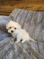 Heath, a male Maltese and Poodle - Toy  for sale in Crawfordsville, IN – Photo 2 of 6