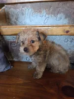 Teddy SALE, a male Maltese and Yorkshire Terrier for sale in Crawfordsville, IN – Photo 7 of 8
