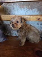 Teddy SALE, a male Maltese and Yorkshire Terrier for sale in Crawfordsville, IN – Photo 6 of 8