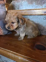 Teddy SALE, a male Maltese and Yorkshire Terrier for sale in Crawfordsville, IN – Photo 1 of 8