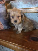 Teddy SALE, a male Maltese and Yorkshire Terrier for sale in Crawfordsville, IN – Photo 5 of 8