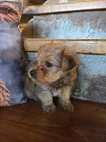 Teddy SALE, a male Maltese and Yorkshire Terrier for sale in Crawfordsville, IN – Photo 3 of 8