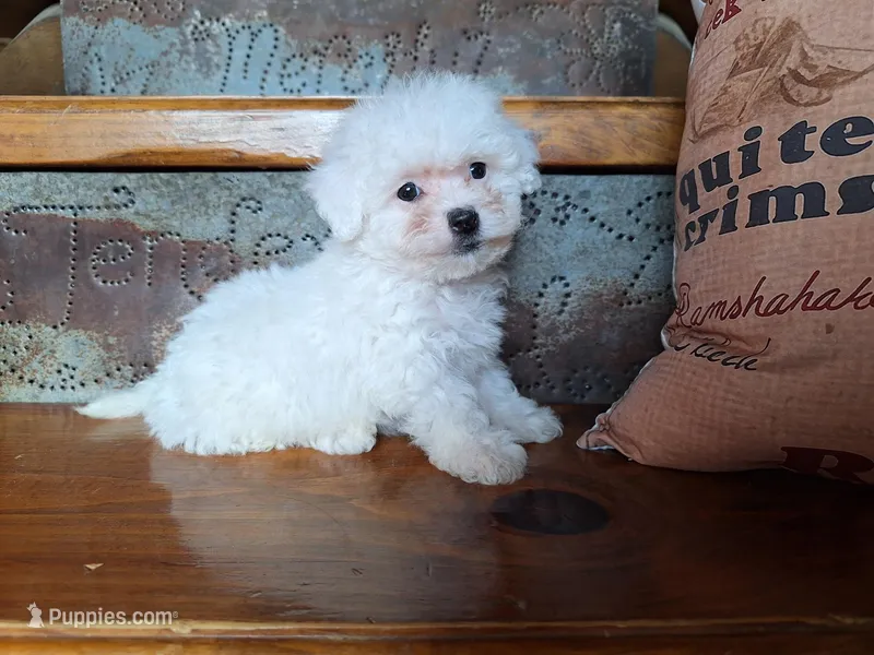 Lacy – Bichon Frise, Poodle - Toy  puppy for sale in Crawfordsville, IN
