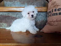 Lacy, a female Bichon Frise and Poodle - Toy  for sale in Crawfordsville, IN – Photo 1 of 6