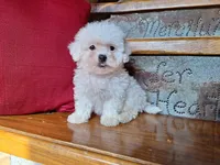 Lacy, a female Bichon Frise and Poodle - Toy  for sale in Crawfordsville, IN – Photo 5 of 6