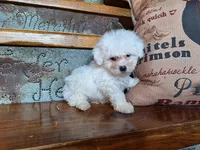 Lacy, a female Bichon Frise and Poodle - Toy  for sale in Crawfordsville, IN – Photo 4 of 6