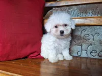 Lacy, a female Bichon Frise and Poodle - Toy  for sale in Crawfordsville, IN – Photo 6 of 6