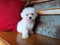 Lacy, a female Bichon Frise and Poodle - Toy  for sale in Crawfordsville, IN – Photo 2 of 6